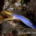 eel_ribbon_bhr_tam_h_0065_bal5802.jpg